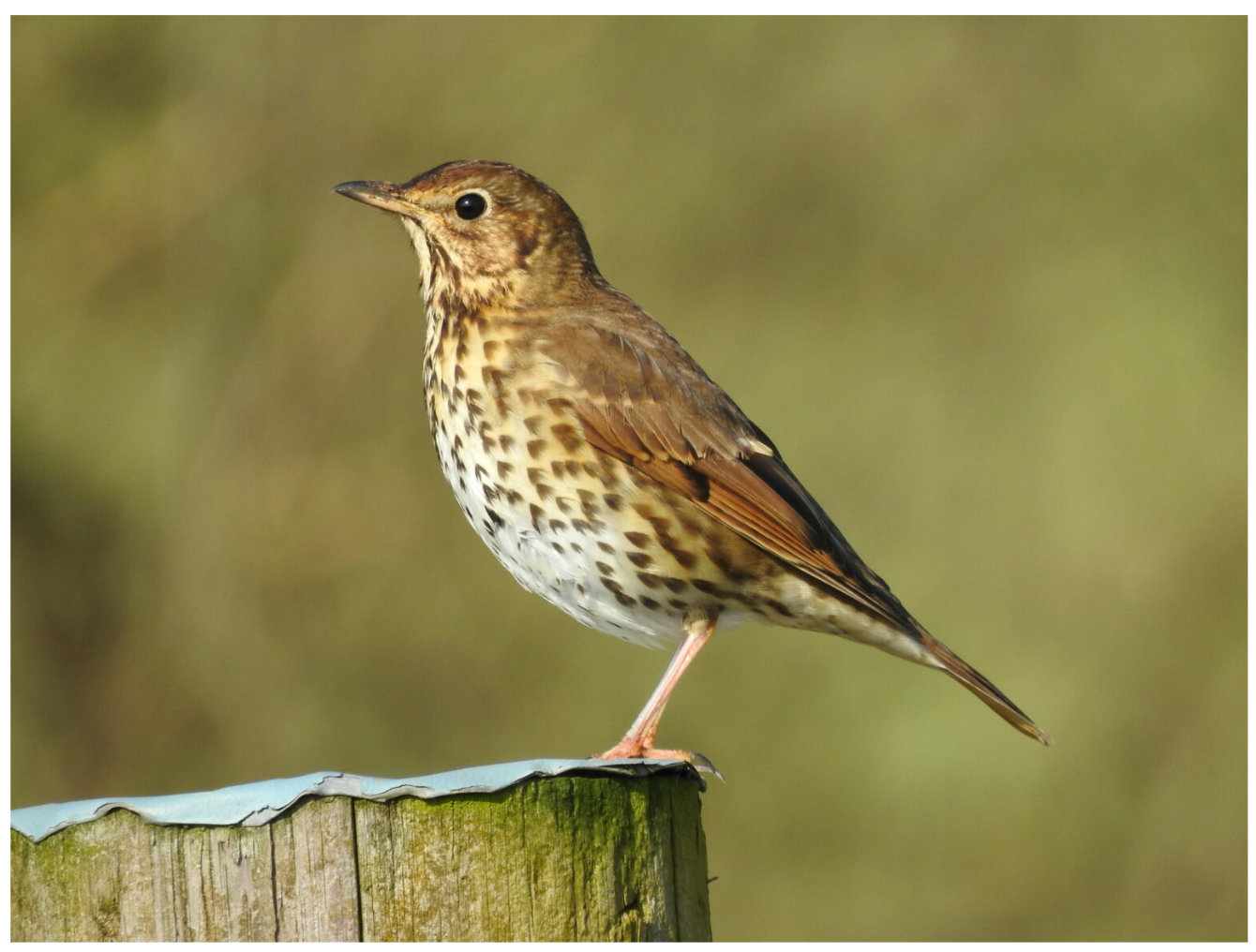 Know your Thrushes