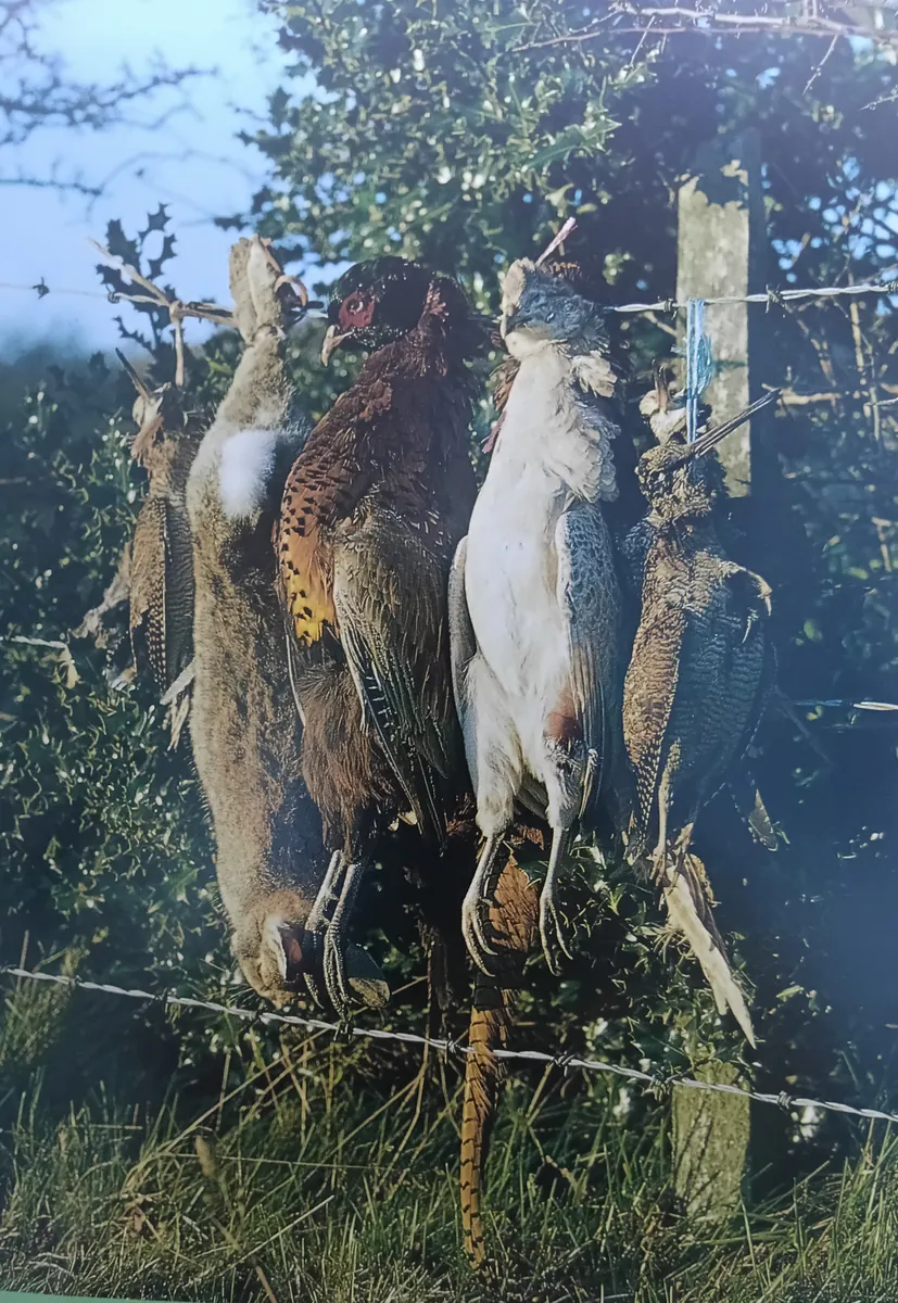 Mixed game birds and rabbits hanging on a wire fence.